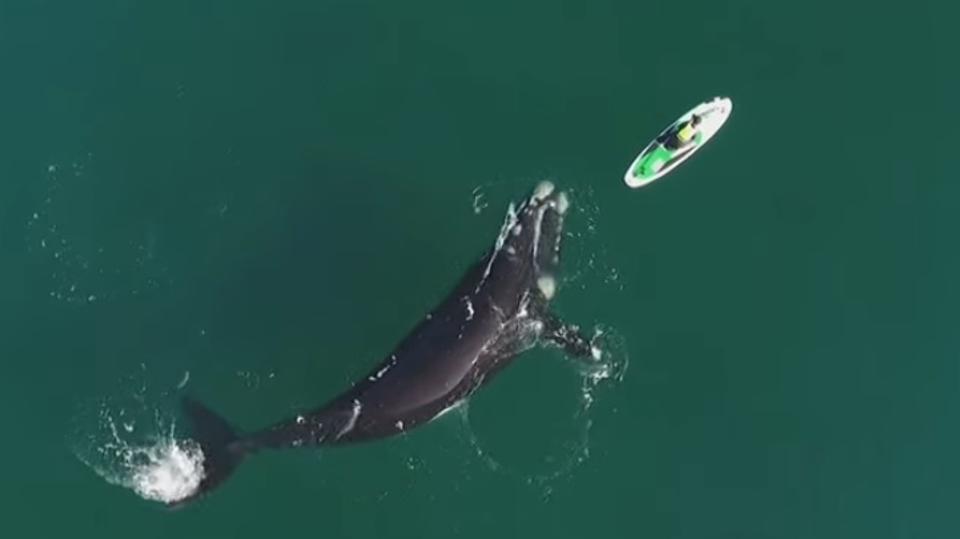 Fascinantan trenutak: Dron snimio šta je kit učinio kada je došao do jet skija